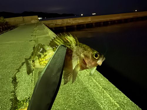 メバルの釣果