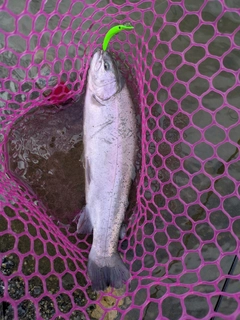 ニジマスの釣果