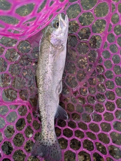 ニジマスの釣果