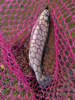 ニジマスの釣果