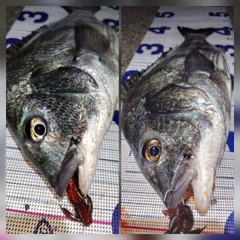 チヌの釣果