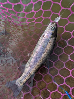 ニジマスの釣果