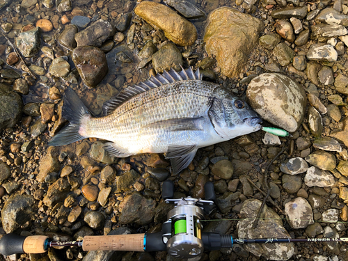 ミナミクロダイの釣果