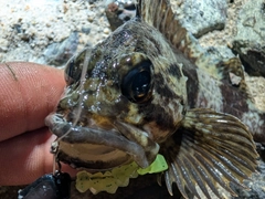 ムラソイの釣果