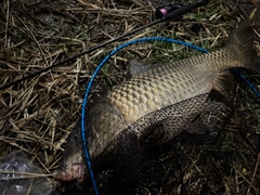 コイの釣果