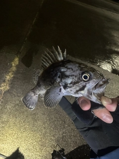 クロソイの釣果