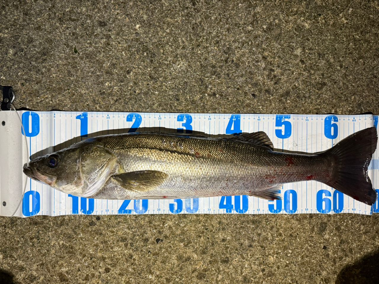 DAIWA 21モアザン ブランジーノ EX AGS 94MLの最安値・インプレ・釣果