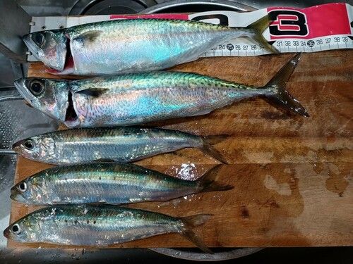 サバの釣果