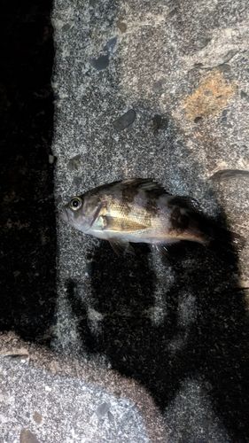 シロメバルの釣果
