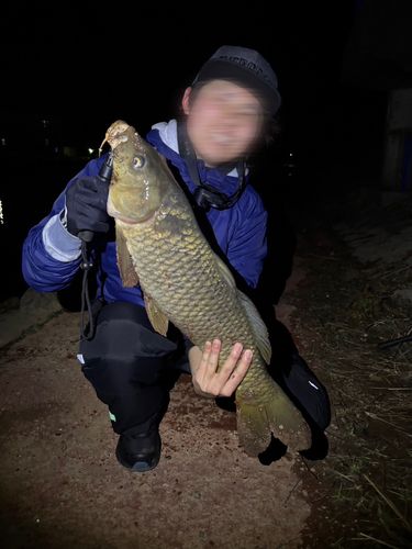 コイの釣果