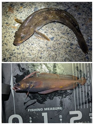 釣果