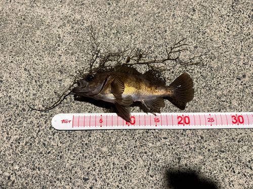 メバルの釣果