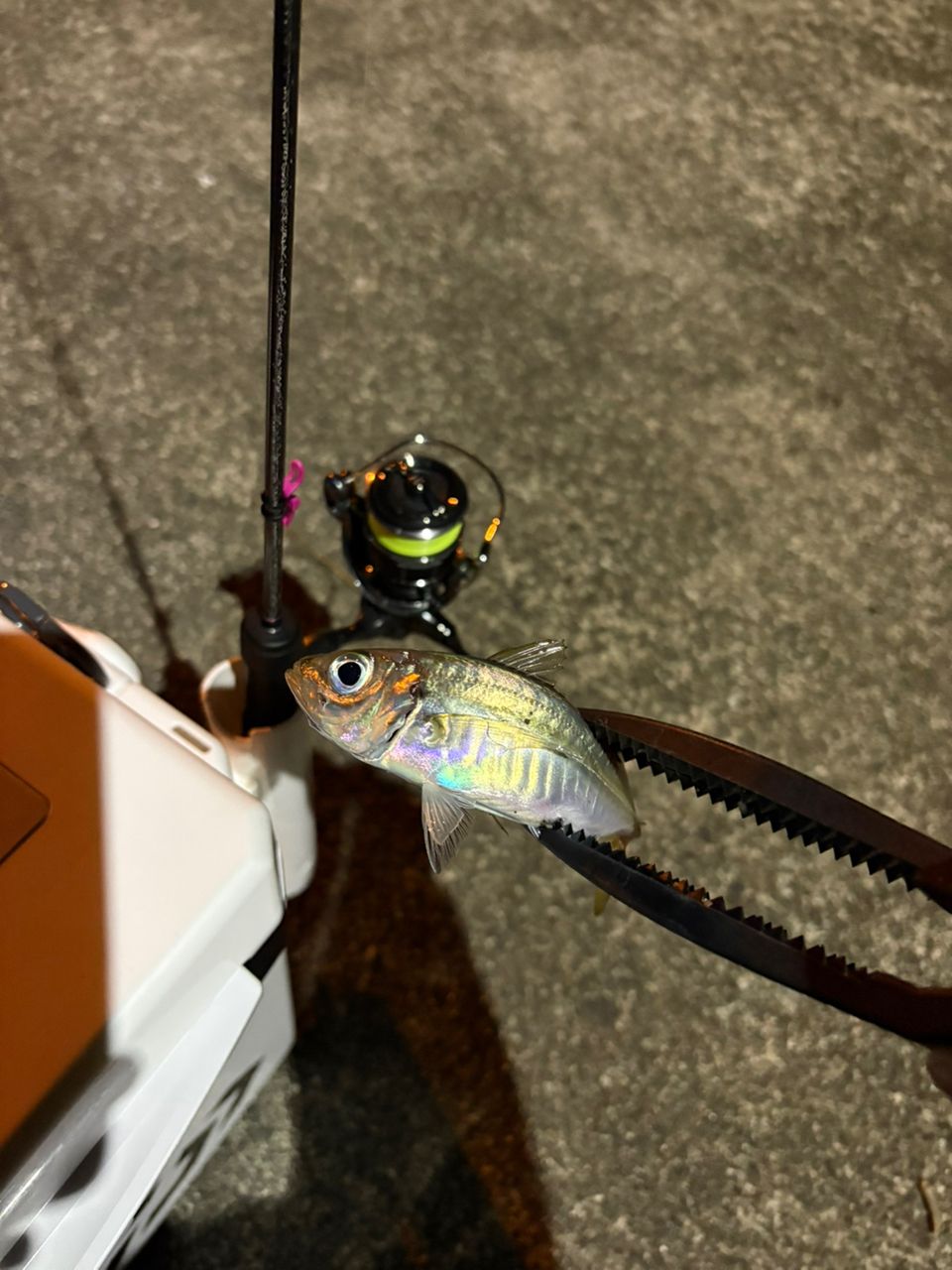 Gamakatsu ラグゼ 宵姫 華 弍 S59FL-solidの最安値・インプレ・釣果