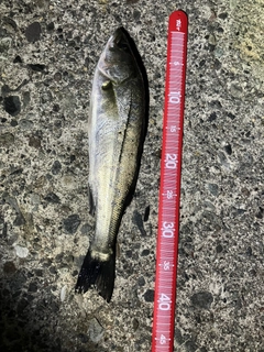 セイゴ（マルスズキ）の釣果