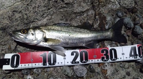 セイゴ（マルスズキ）の釣果