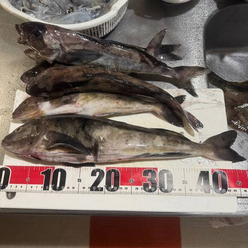マメイカの釣果