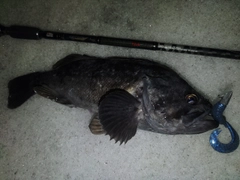 クロソイの釣果