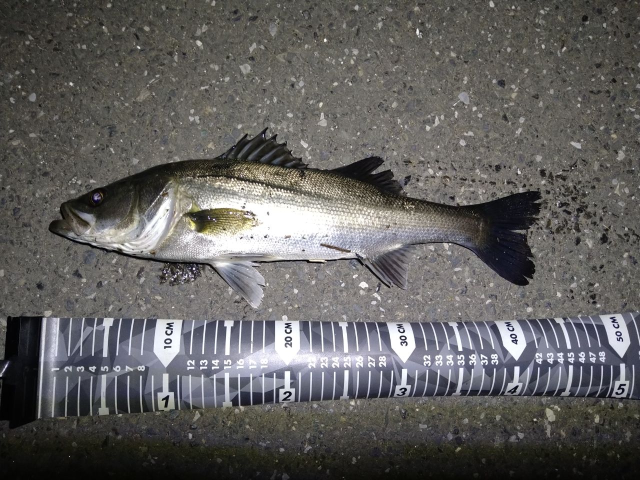 SHIMANO 18ディアルーナ S86MLの最安値・インプレ・釣果 | 本音の