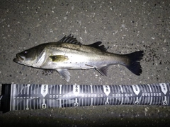 セイゴ（マルスズキ）の釣果