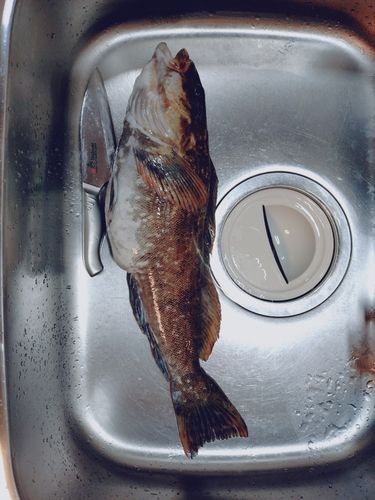 アイナメの釣果