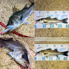 フッコ（マルスズキ）の釣果