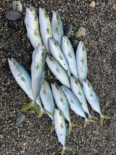 ワカシの釣果