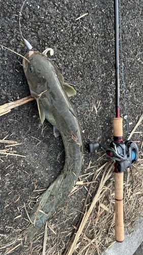 ナマズの釣果