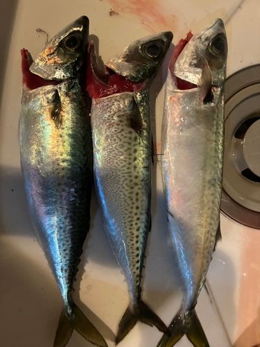 サバの釣果