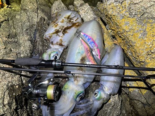 アオリイカの釣果