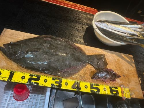 ヒラメの釣果