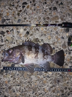メバルの釣果