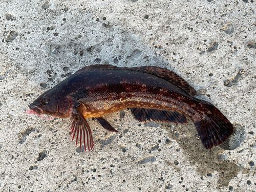 アイナメの釣果
