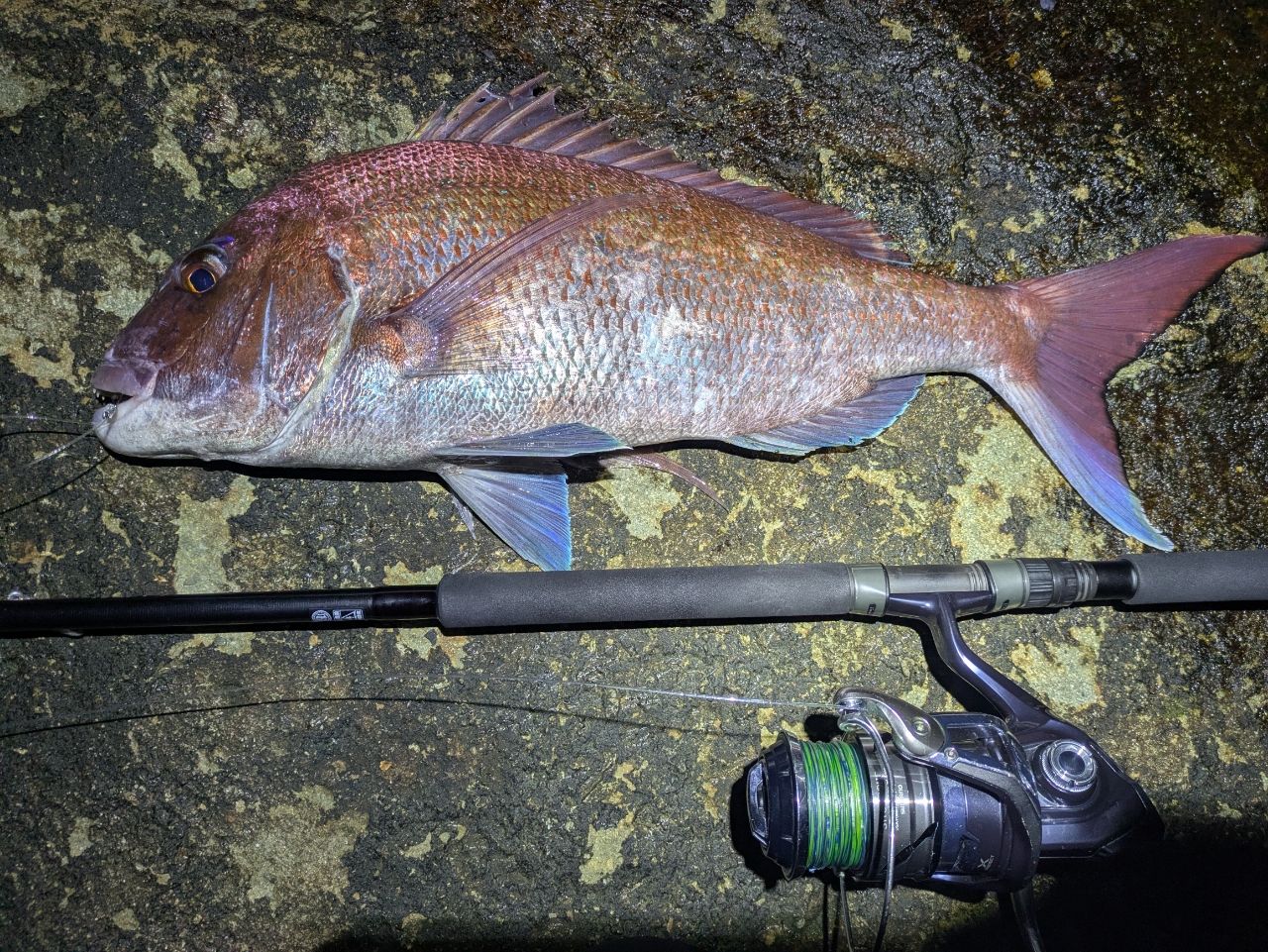 JUMPRIZE ツーリミット ブルーバトル 102/4 スタンダードの最安値