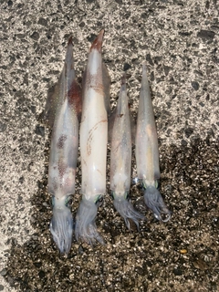 ヤリイカの釣果