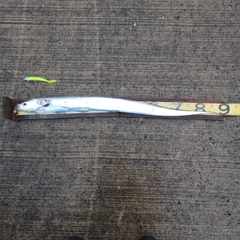 タチウオの釣果