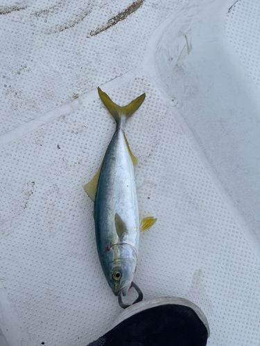 ツバイソの釣果