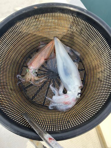 スルメイカの釣果
