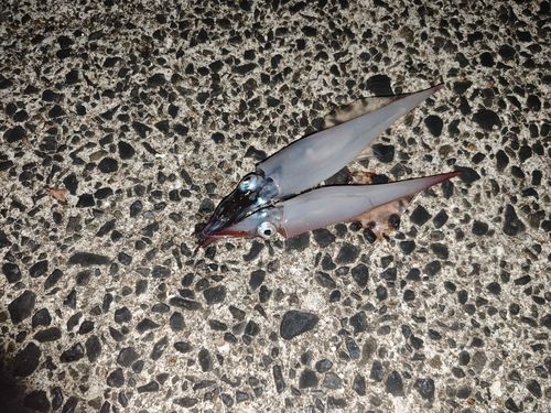 ヤリイカの釣果