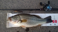 ラージマウスバスの釣果