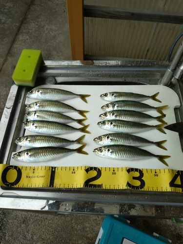 ムロアジの釣果