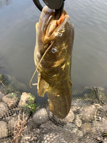 ナマズの釣果