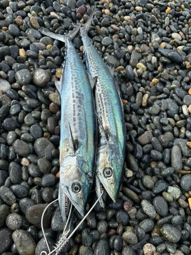 サゴシの釣果