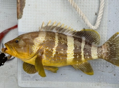 アオハタの釣果