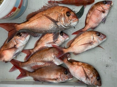 マダイの釣果