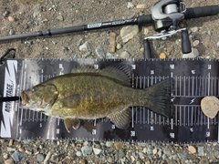 スモールマウスバスの釣果