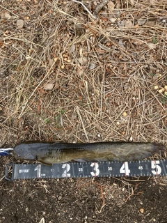 マナマズの釣果