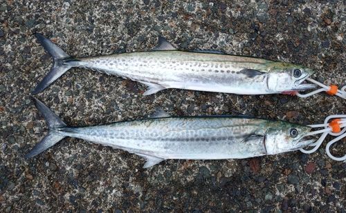サゴシの釣果