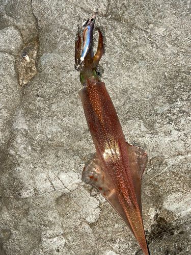 ヤリイカの釣果
