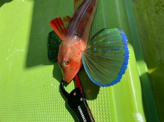 ホウボウの釣果
