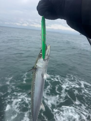 サゴシの釣果